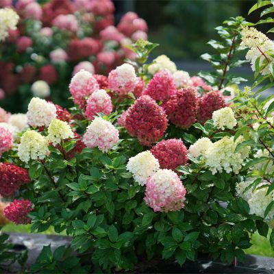 Zwerg-Rispenhortensie 'Little Lime Punch'®