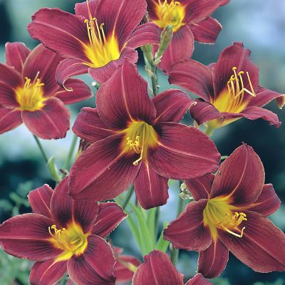 Taglilie 'Black Prince'