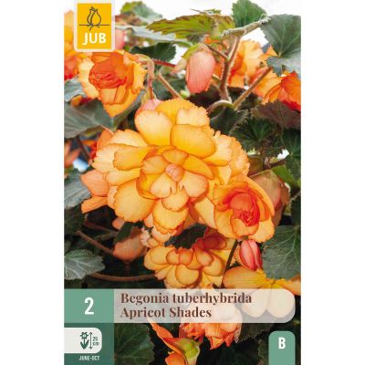 Begonie 'Apricot Shades', 2 Stück