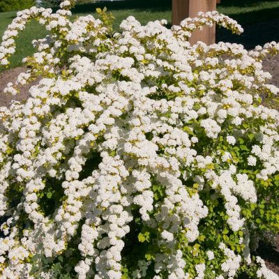 Prachtspiere 'Firegold®' - First Editions®