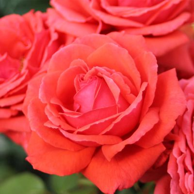 Stammrose 'Duftwolke®' - 60 cm Stamm Stammrose 'Duftwolke®' - 60 cm Stamm
