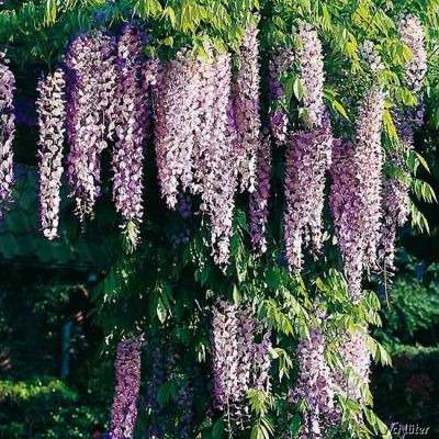 Rosaregen 'Rosea' Rosaregen 'Rosea'