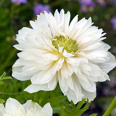 St. Brigid-Anemone 'Mount Everest' - 15 Stück St. Brigid-Anemone 'Mount Everest' - 15 Stück