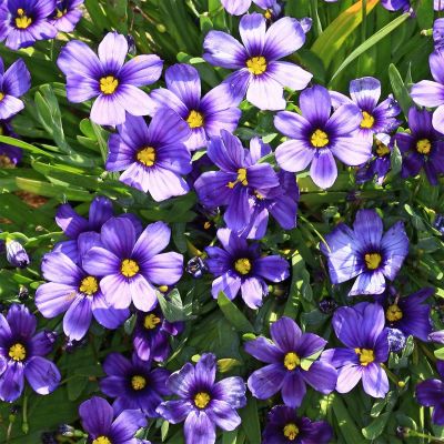 Binsenlilie 'Sapphire' Binsenlilie 'Sapphire'