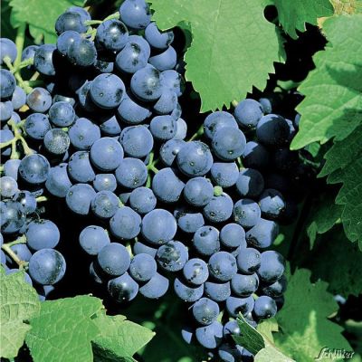 Weintraube 'Dornfelder' Weintraube 'Dornfelder'