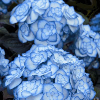 Doppelte-Gefüllte Hortensie 'Miss Saori® BLUE'