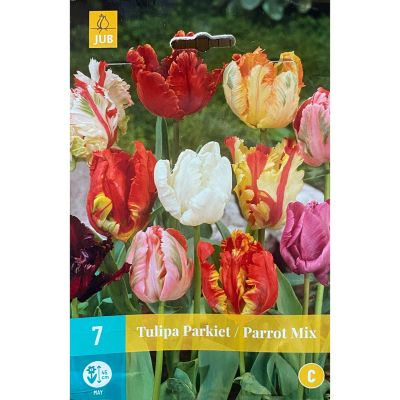 Papageientulpen Mischung 'Parrot Mix' - 7 Stück