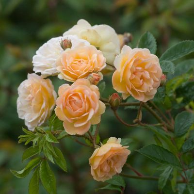 Historische Ramblerrose 'Ghislaine de Feligonde®' Historische Ramblerrose 'Ghislaine de Feligonde®'