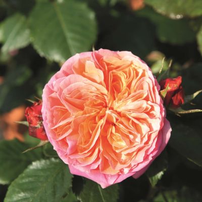 Beetrose 'Mary Ann' Beetrose 'Mary Ann'