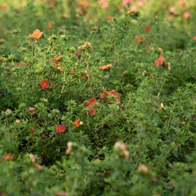 Fingerstrauch 'Marian Red Robin®'