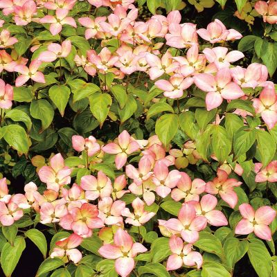 Roter Blumenhartriegel 'Radiant Rose'
