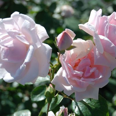 Kletterrose 'New Dawn®' Kletterrose 'New Dawn®'