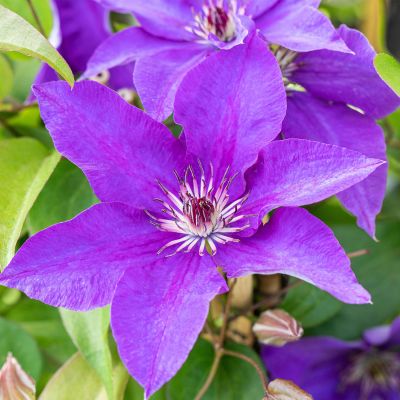 Clematis 'The President' Clematis 'The President'