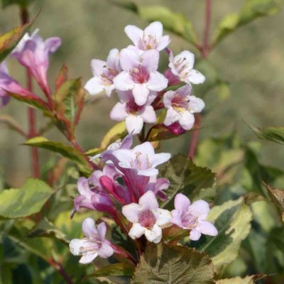 Weigelie 'Magical Rainbow®'
