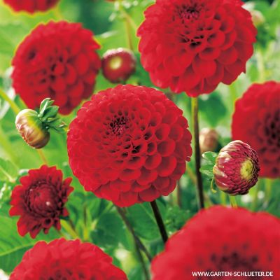 Pompondahlie 'Nescio' - 1 Stück