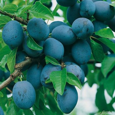 Zwetsche 'Hanita®' Zwetsche 'Hanita®'