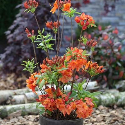 Duftazalee 'Feuerwerk'