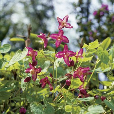 Rote Elfenblume Rote Elfenblume