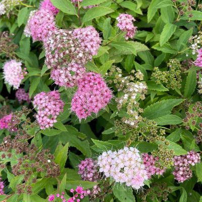 Blütenharlekin-Spiere 'Shirobana' Blütenharlekin-Spiere 'Shirobana'
