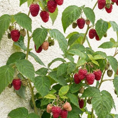 Dornenlose Himbeere 'Summer Lovers® Patio Red'