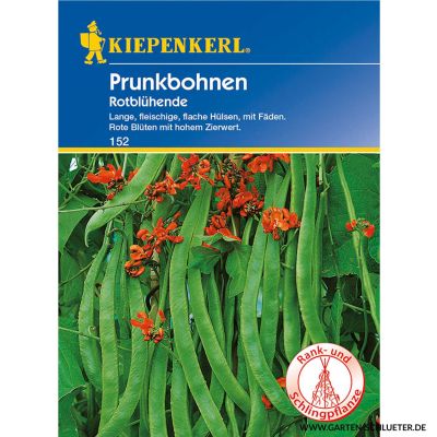Prunkbohne | Feuerbohne 'Rotblühende' Prunkbohne | Feuerbohne 'Rotblühende'