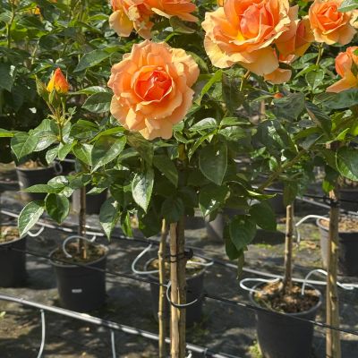 Stammrose 'Hansestadt Rostock' - 60 cm Stamm