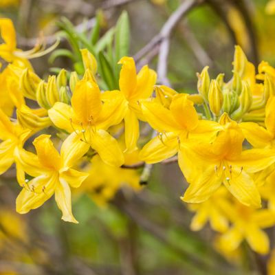 Duftazalee 'Goldtopas'
