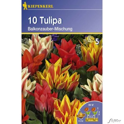 Mehrblütige Tulpe 'Balkonzauber Mischung' - 10 Stück