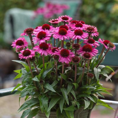 Scheinsonnenhut 'SunMagic Vintage Brilliant Rose®' Scheinsonnenhut 'SunMagic Vintage Brilliant Rose®'