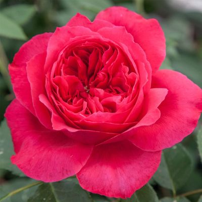 Strauchrose 'Elbjuwel®' Strauchrose 'Elbjuwel®'