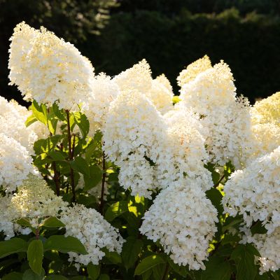 Rispenhortensie 'Living Sugar Rush®'