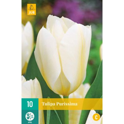Fosteriana Tulpe 'White Emperor/Purissima' - 7 Stück