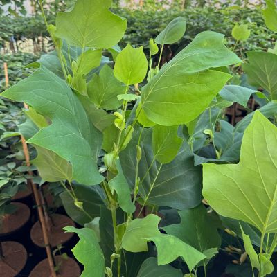 Säulen-Tulpenbaum 'Fastigiatum' Säulen-Tulpenbaum 'Fastigiatum'