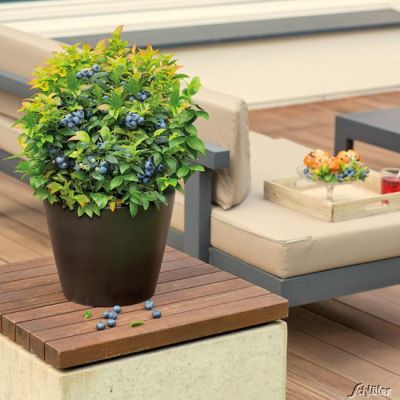 Heidelbeere / Blaubeere 'BrazelBerries® Jelly Bean®'