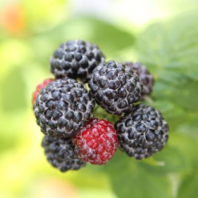 Schwarze Himbeere 'Munger'
