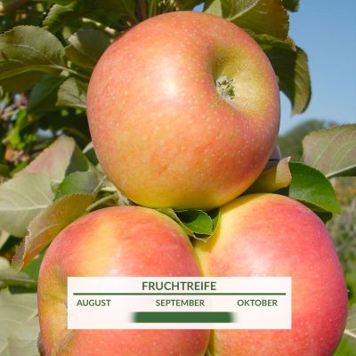Säulenapfel 'Rhapsodie' Säulenapfel 'Rhapsodie'
