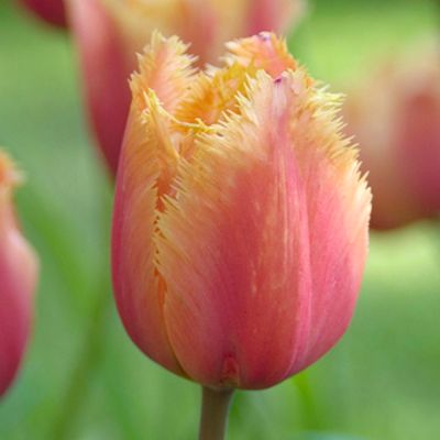 Gefranste Tulpe 'Lambada' - 7 Stück