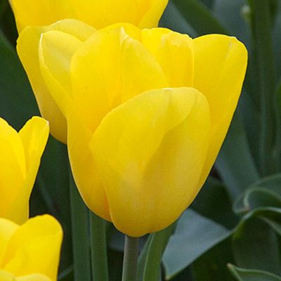 Triumph-Tulpe 'Strong Gold' - 7 Stück Triumph-Tulpe 'Strong Gold' - 7 Stück