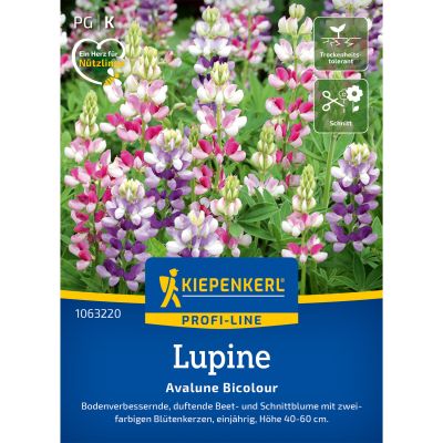 Lupine 'Avalune Bicolour Mix'