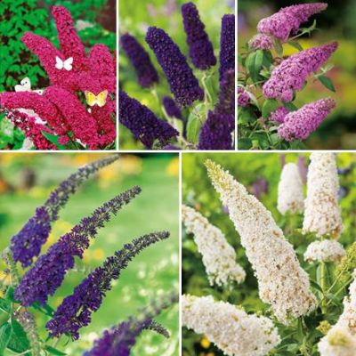 Schmetterlingsflieder Set - 5 Pflanzen Schmetterlingsflieder Set - 5 Pflanzen