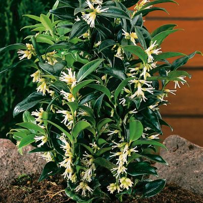 Duft-Fleischbeere Duft-Fleischbeere