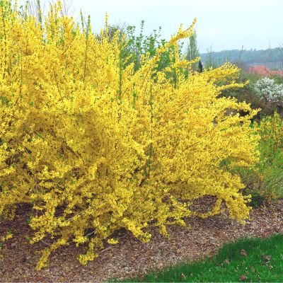 Goldglöckchen/Forsythie 'Lynwood Gold' Goldglöckchen/Forsythie 'Lynwood Gold'