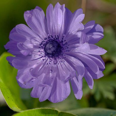 St. Brigid-Anemone 'Lord Lieutenant' - 15 Stück St. Brigid-Anemone 'Lord Lieutenant' - 15 Stück
