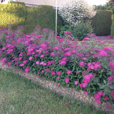 Sommerspiere 'Neon Flash' Sommerspiere 'Neon Flash'