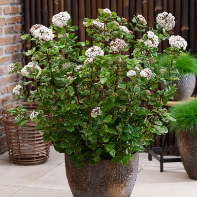 Lorbeer-Schneeball 'Rock 'n Rolla®'