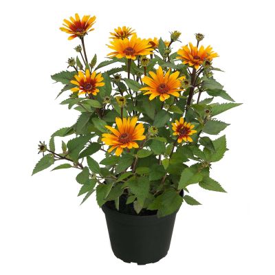Sonnenauge 'Sunopsis Sunspot'
