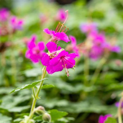 Balkan-Storchschnabel 'Ingwersen's Variety'