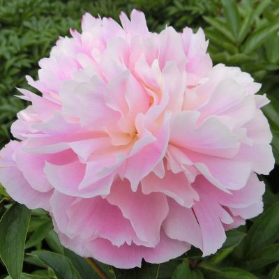 Pfingstrose 'Catharina Fontijn'