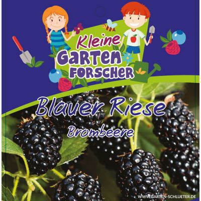 Brombeere 'Blauer Riese'  - Kleine Gartenforscher Brombeere 'Blauer Riese'  - Kleine Gartenforscher