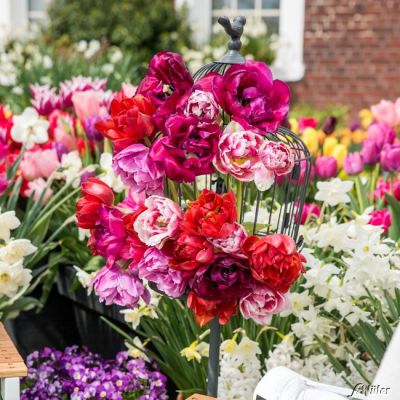 Maxi Tulpen 'Rosentulpen-Mischung' - 10 Stück
